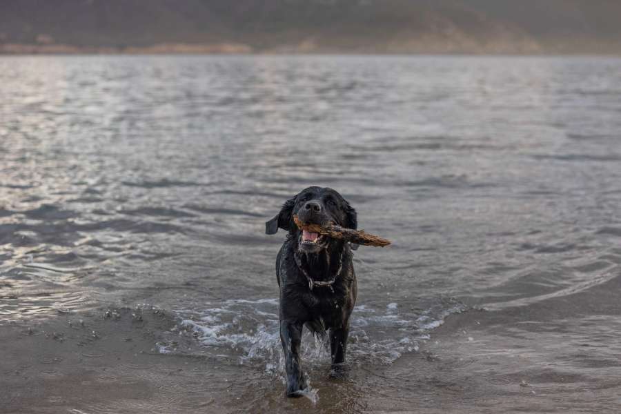 On Elba Island with your four-legged friend On Elba Island with your four-legged friend